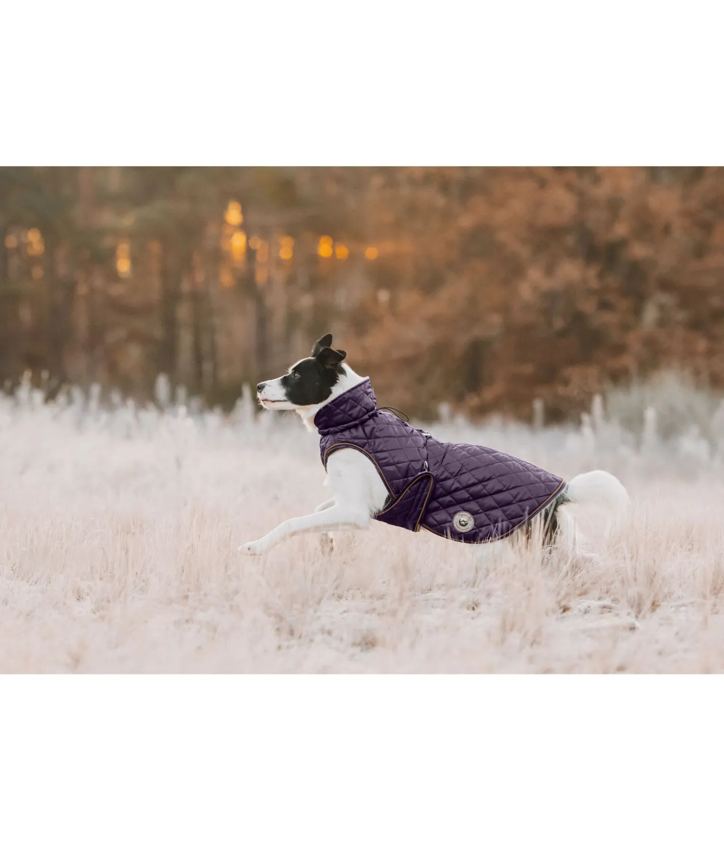 sugar dog Manteau avec doublure en polaire Teddy pour chien Archie, 160 g violet foncé Best