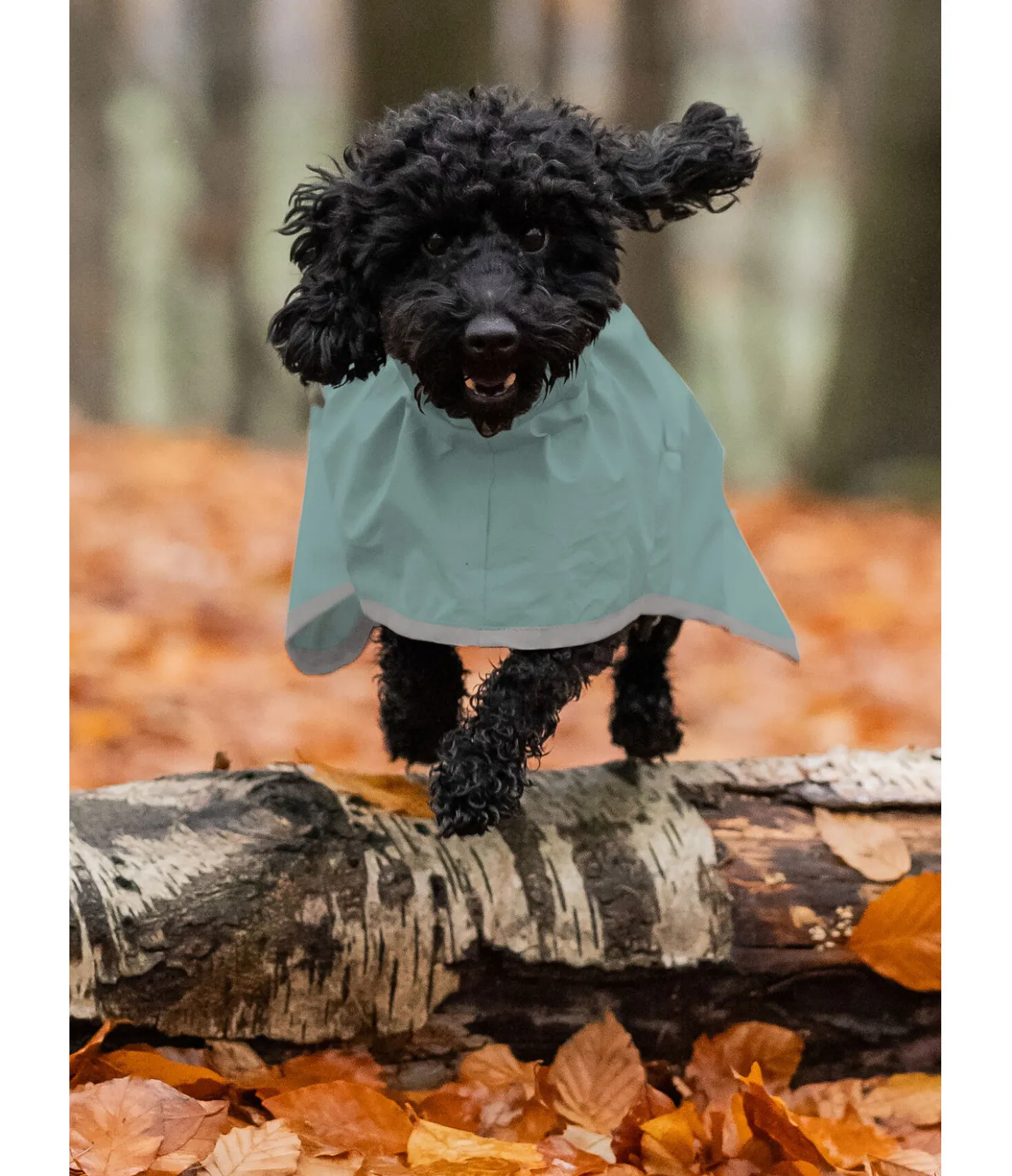 sugar dog Manteau de pluie pour chien Thousand Islands, 0 g matcha foncé Clearance