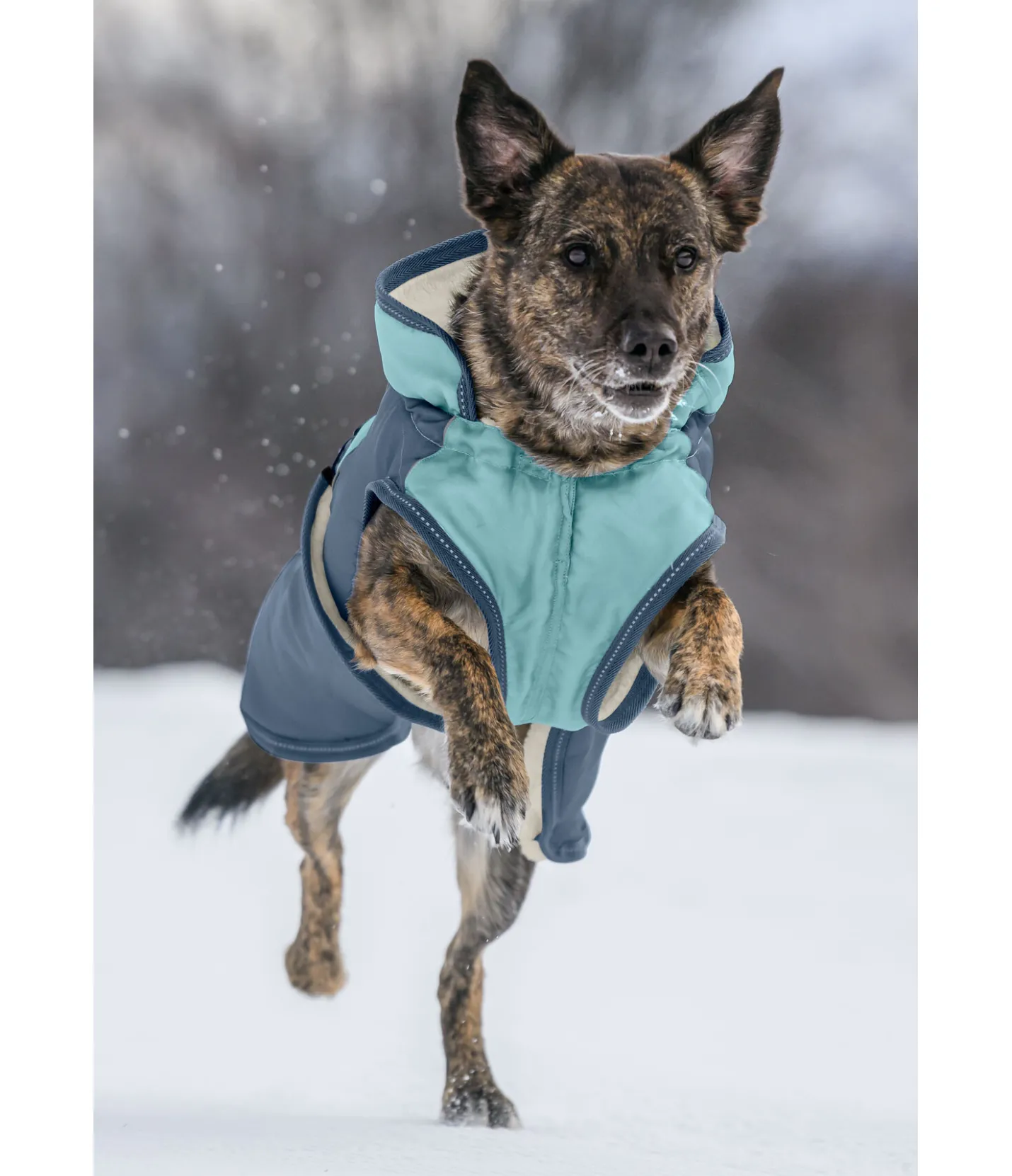 sugar dog Manteau d'hiver pour chien avec doublure en polaire Teddy, 100 g Glacier Bay bleu fumée Sale