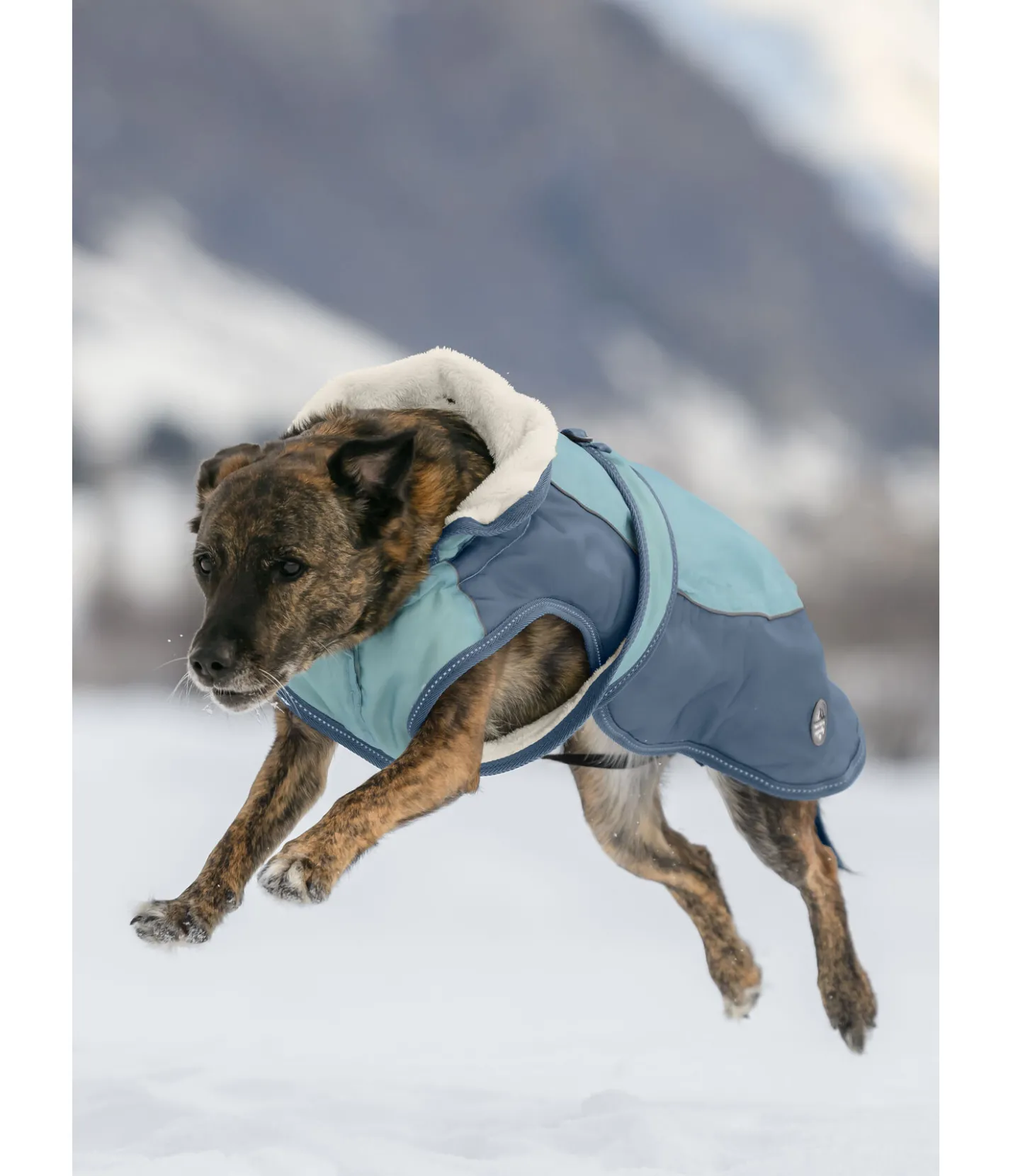 sugar dog Manteau d'hiver pour chien avec doublure en polaire Teddy, 100 g Glacier Bay bleu fumée Sale