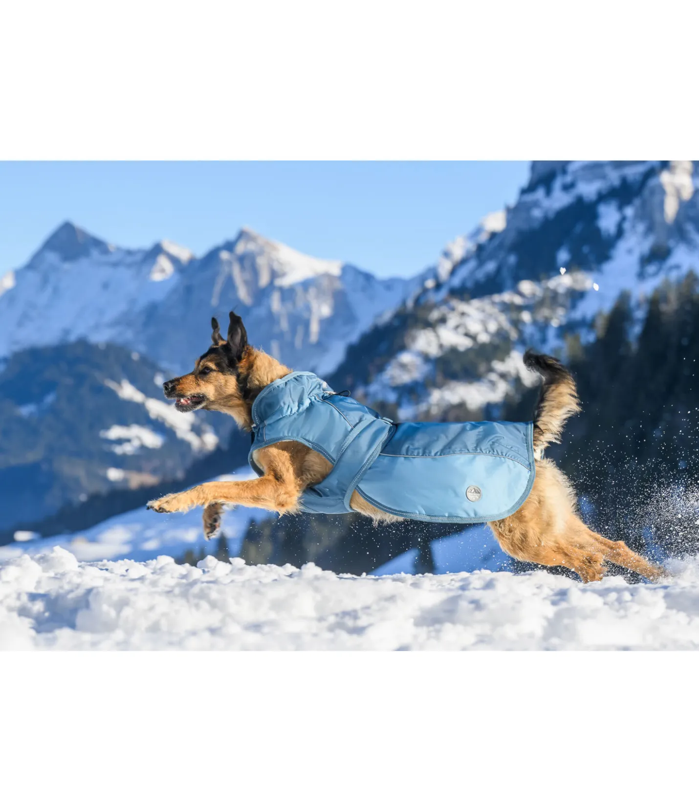 sugar dog Manteau d'hiver pour chien avec doublure en polaire Teddy, 100 g Glacier Bay aquamarine Clearance