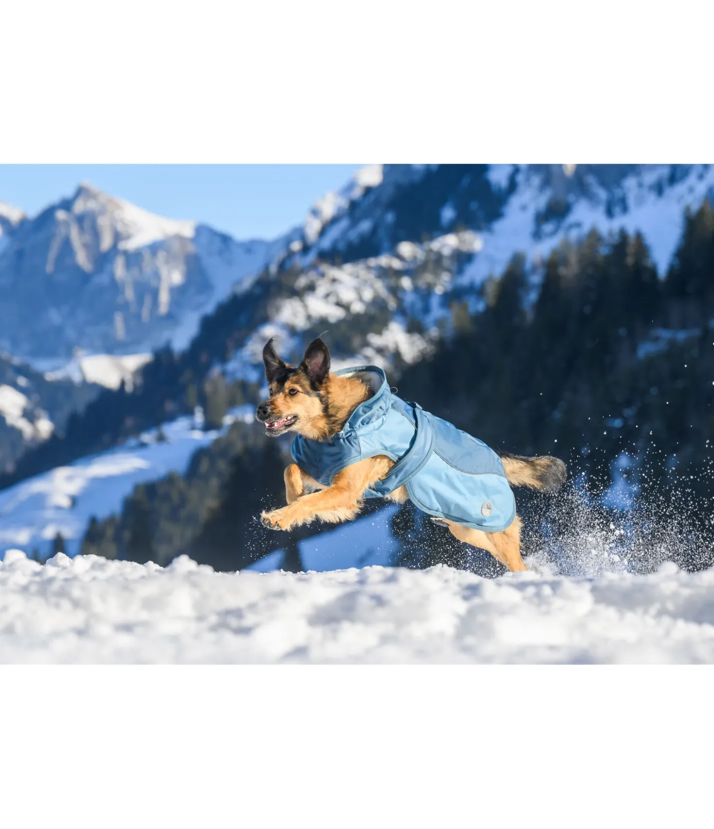 sugar dog Manteau d'hiver pour chien avec doublure en polaire Teddy, 100 g Glacier Bay aquamarine Clearance