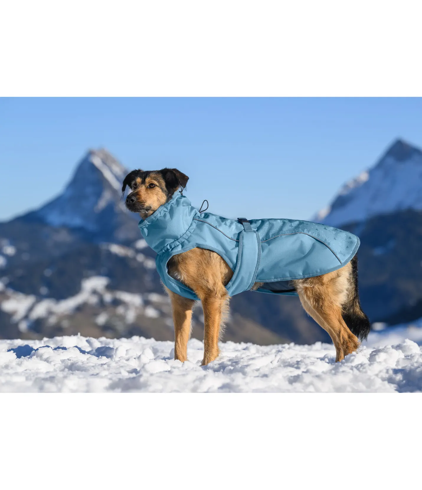 sugar dog Manteau d'hiver pour chien Wonderland, 140 g aqua clair Hot