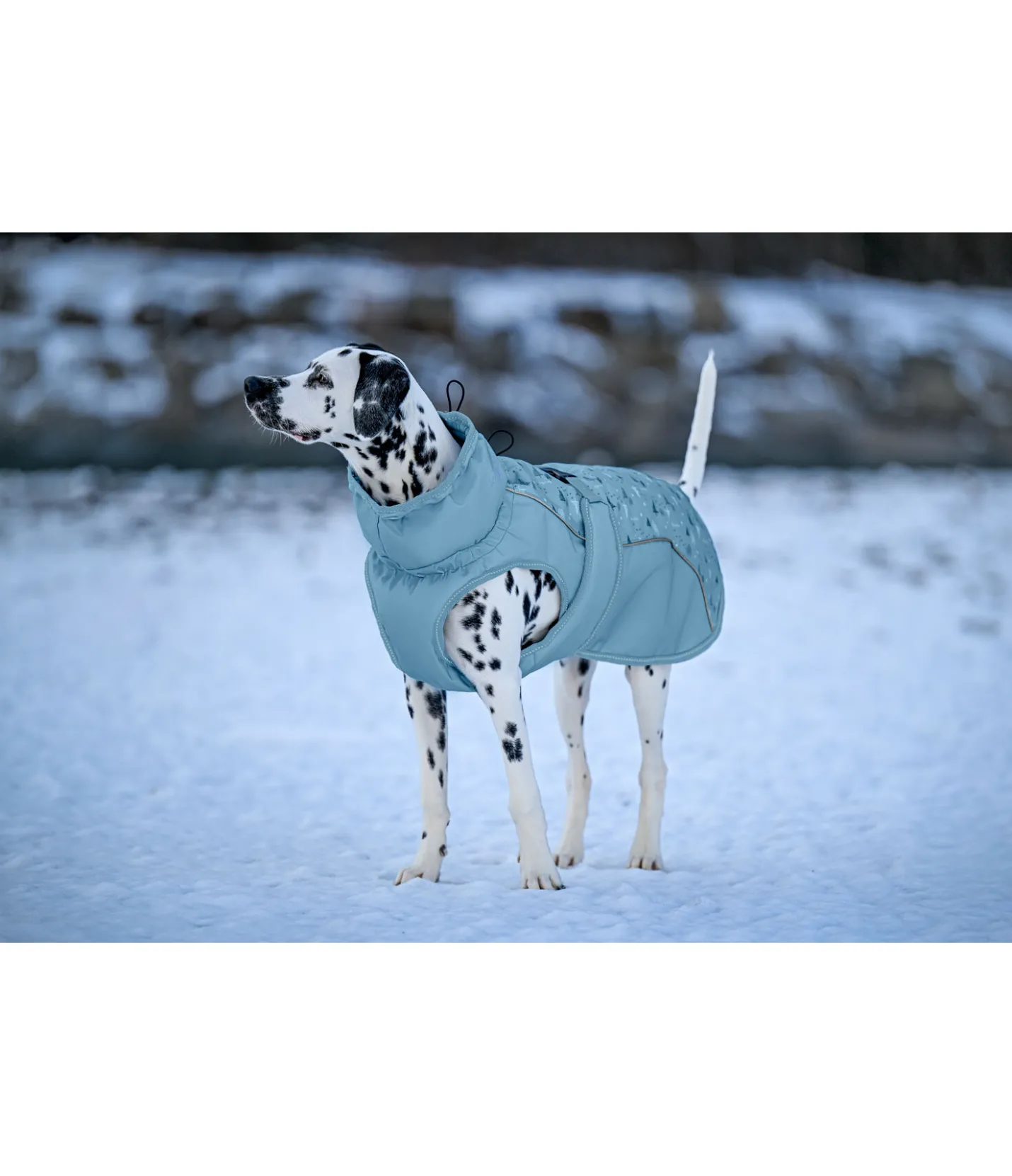 sugar dog Manteau d'hiver pour chien Wonderland, 140 g aqua clair Hot