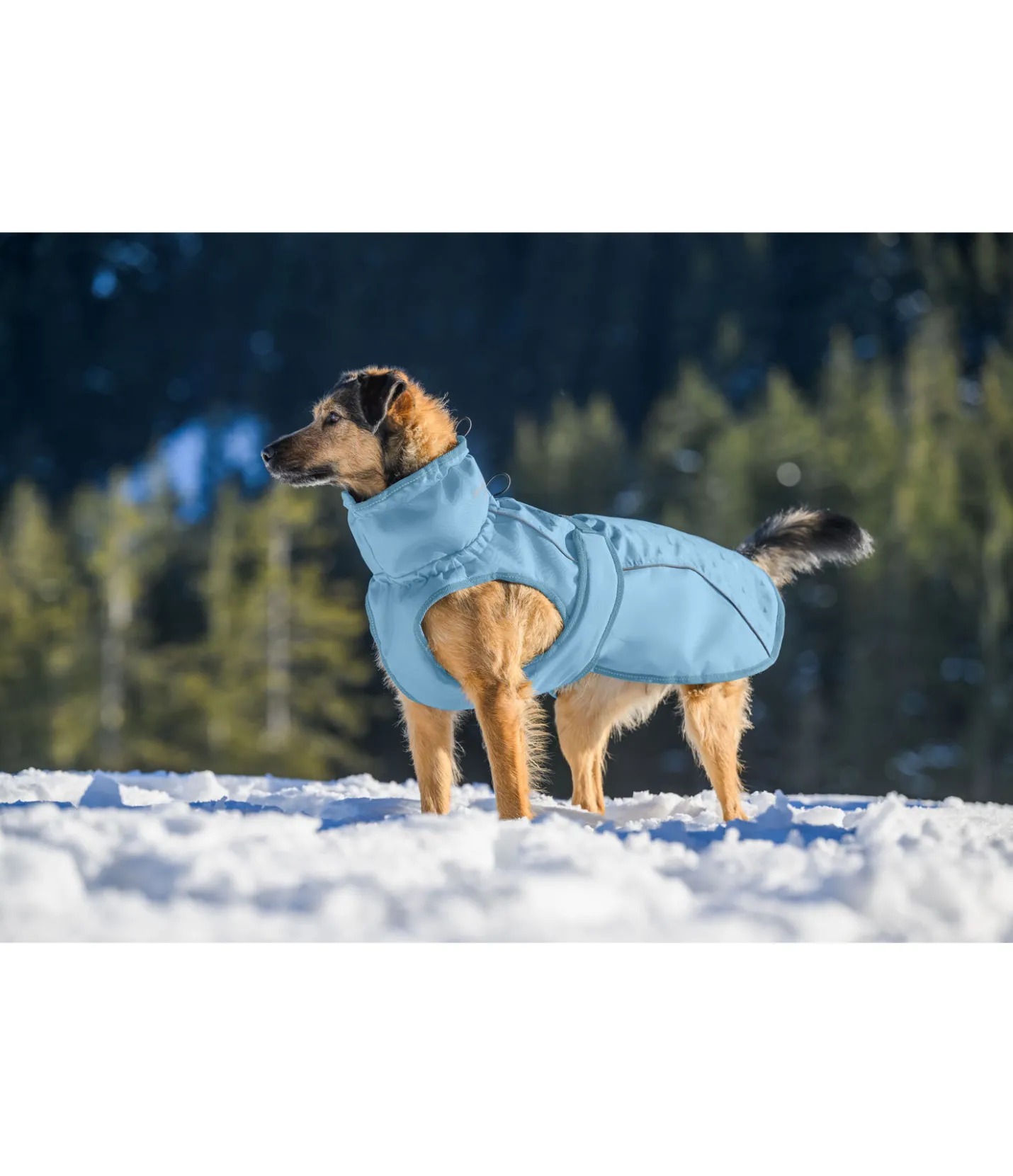sugar dog Manteau d'hiver pour chien Wonderland, 140 g aqua clair Hot