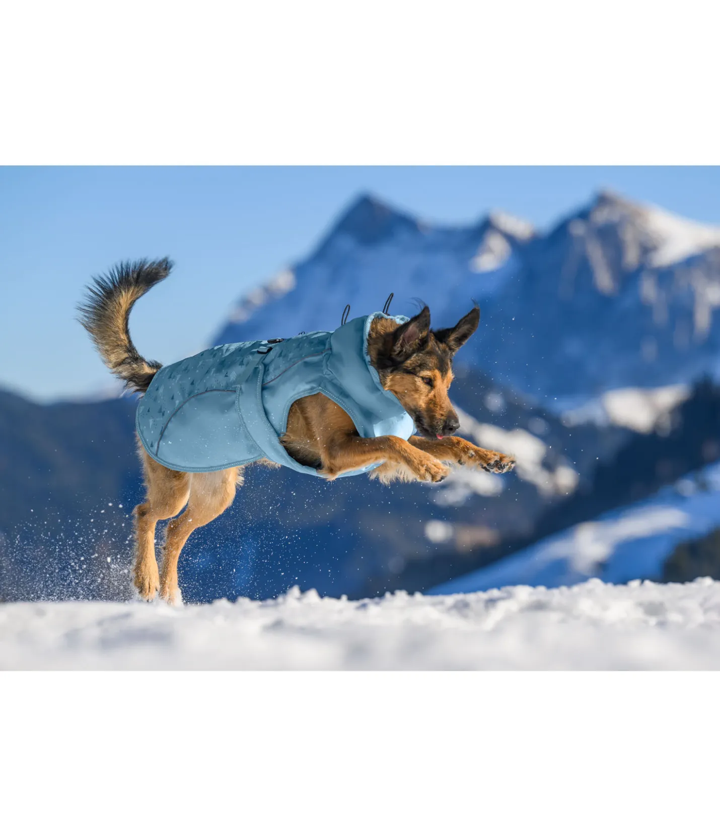 sugar dog Manteau d'hiver pour chien Wonderland, 140 g aqua clair Hot