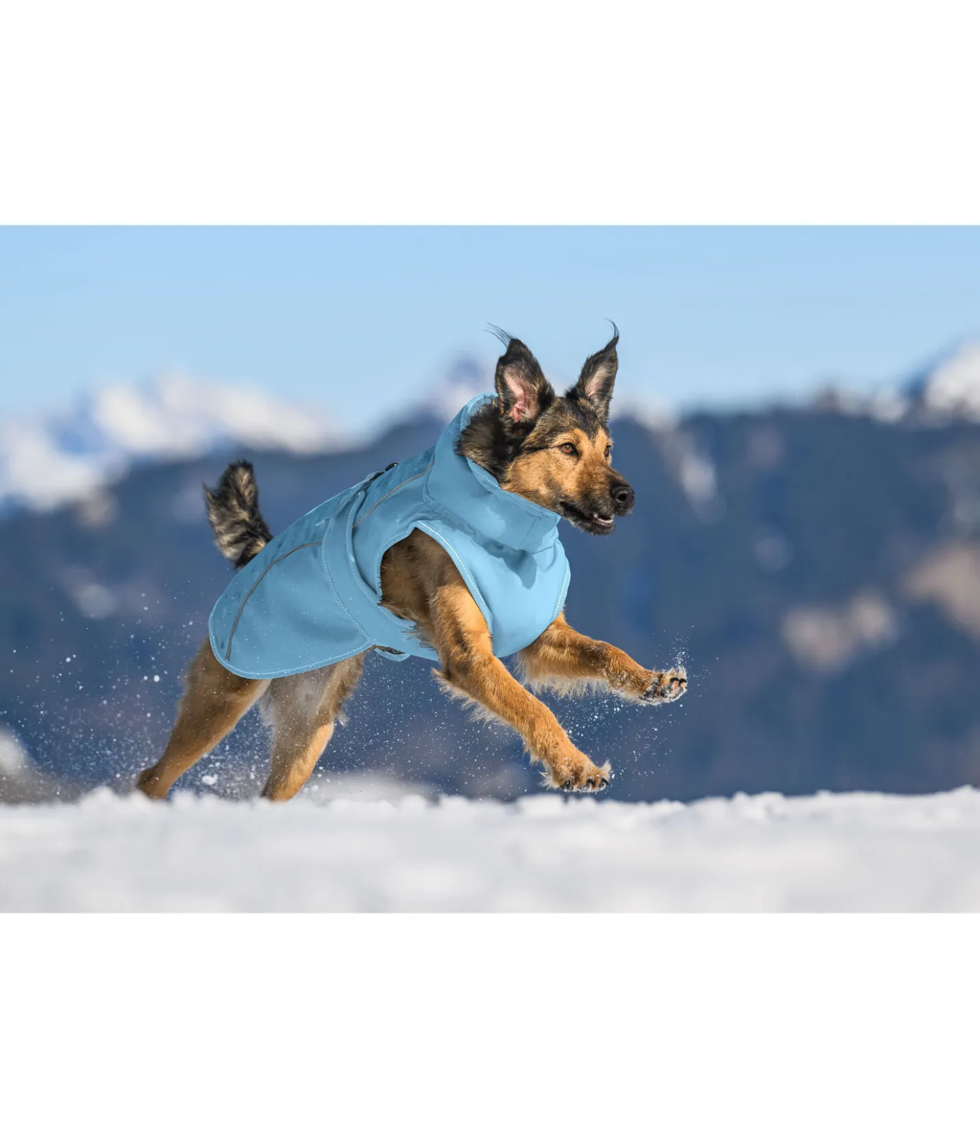 sugar dog Manteau d'hiver pour chien Wonderland, 140 g aqua clair Hot