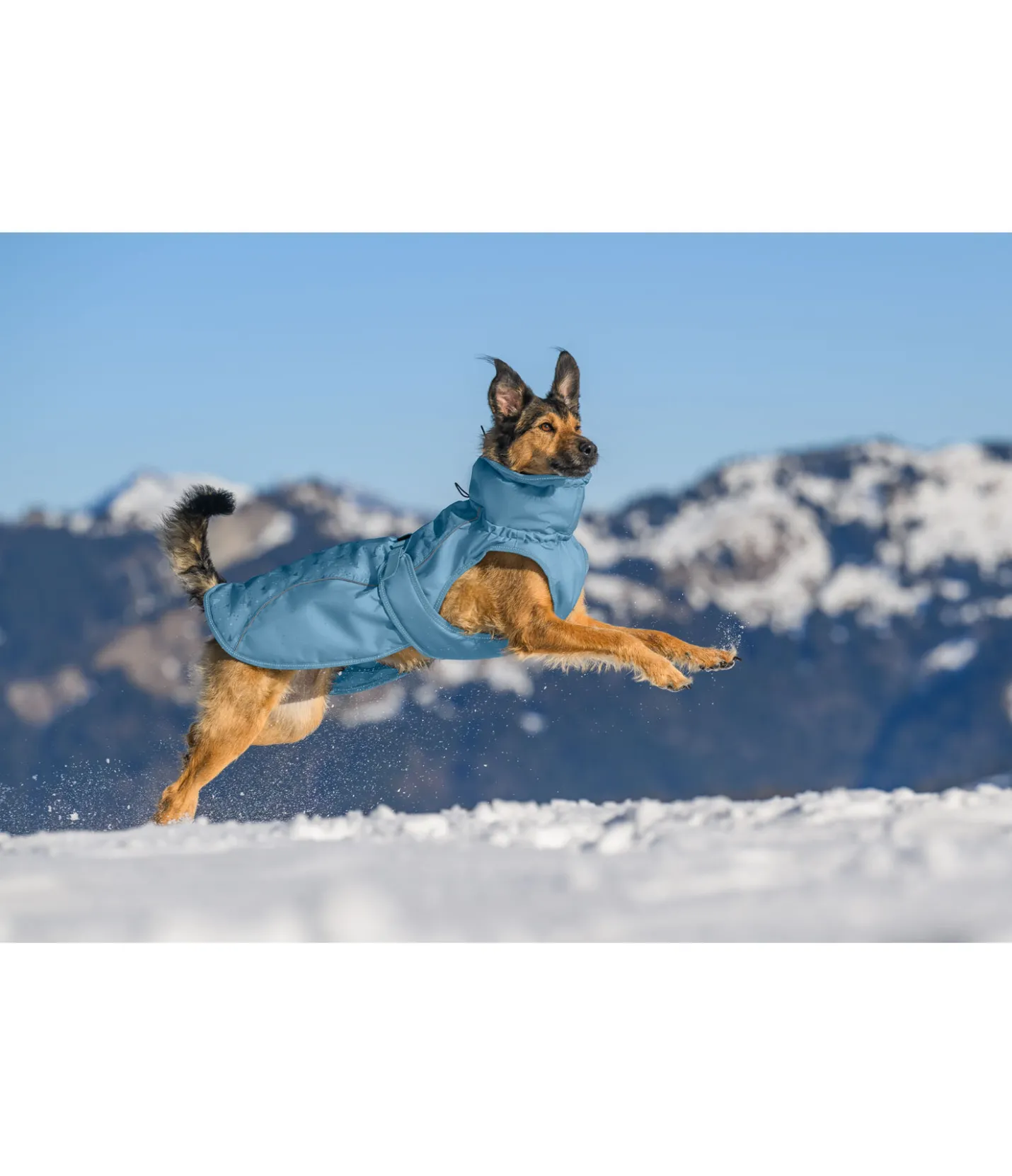 sugar dog Manteau d'hiver pour chien Wonderland, 140 g aqua clair Hot
