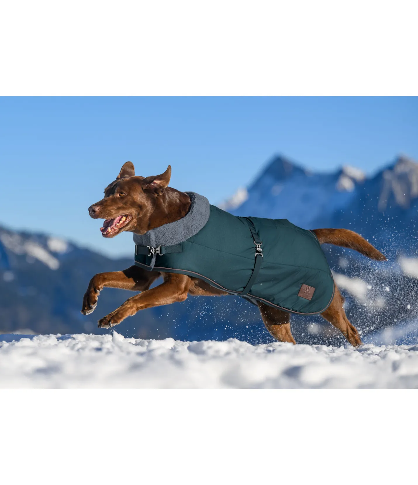 sugar dog Manteau d'hiver pour chien avec doublure en fourrure Teddy Gizmo, 200 g thé vert Clearance