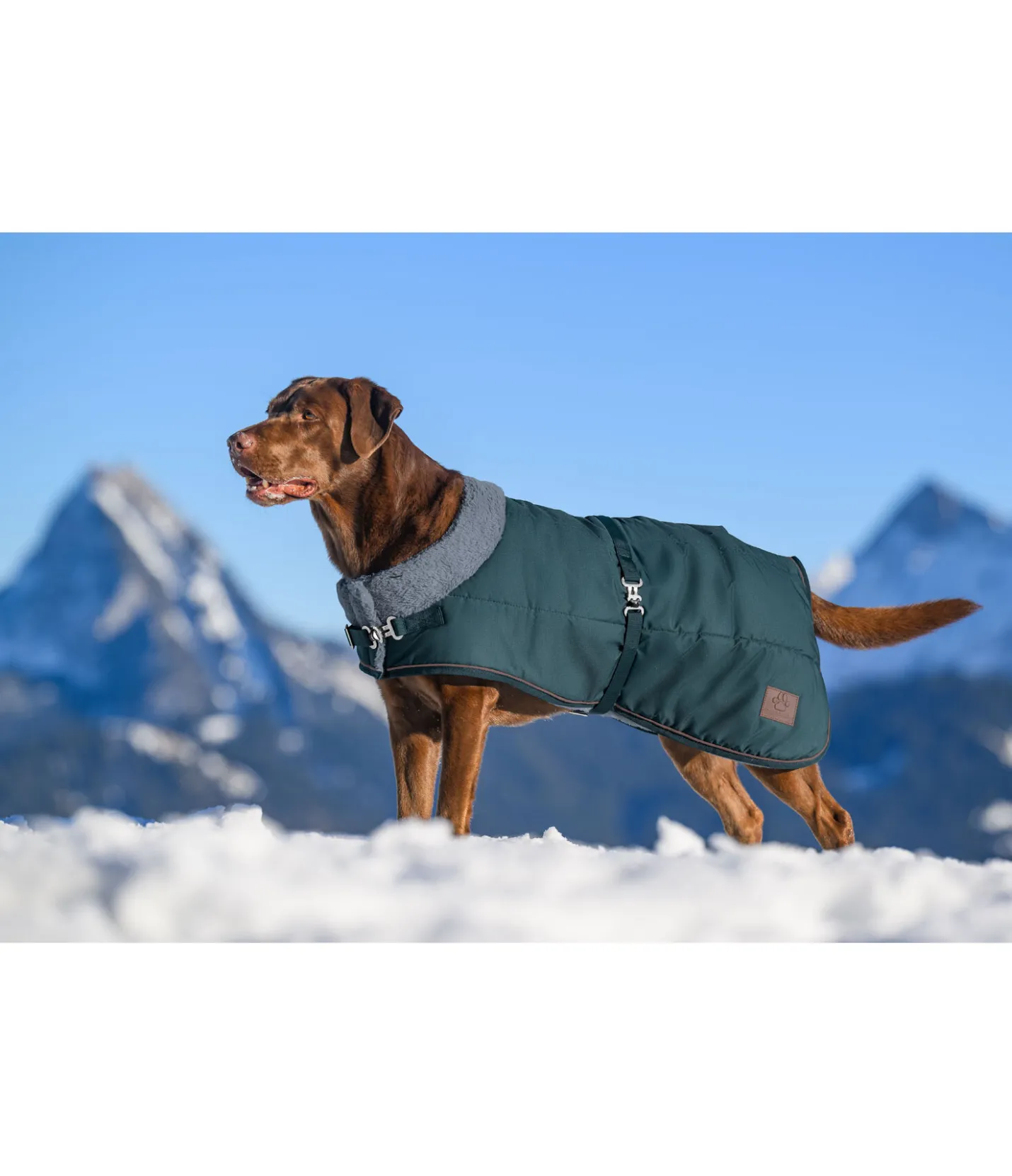 sugar dog Manteau d'hiver pour chien avec doublure en fourrure Teddy Gizmo, 200 g thé vert Clearance