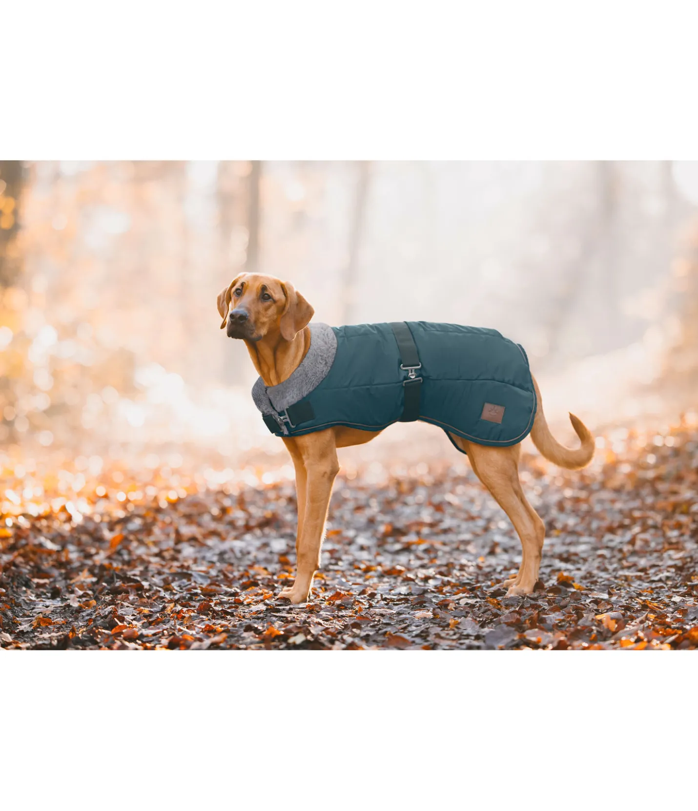sugar dog Manteau d'hiver pour chien avec doublure en fourrure Teddy Gizmo, 200 g thé vert Clearance