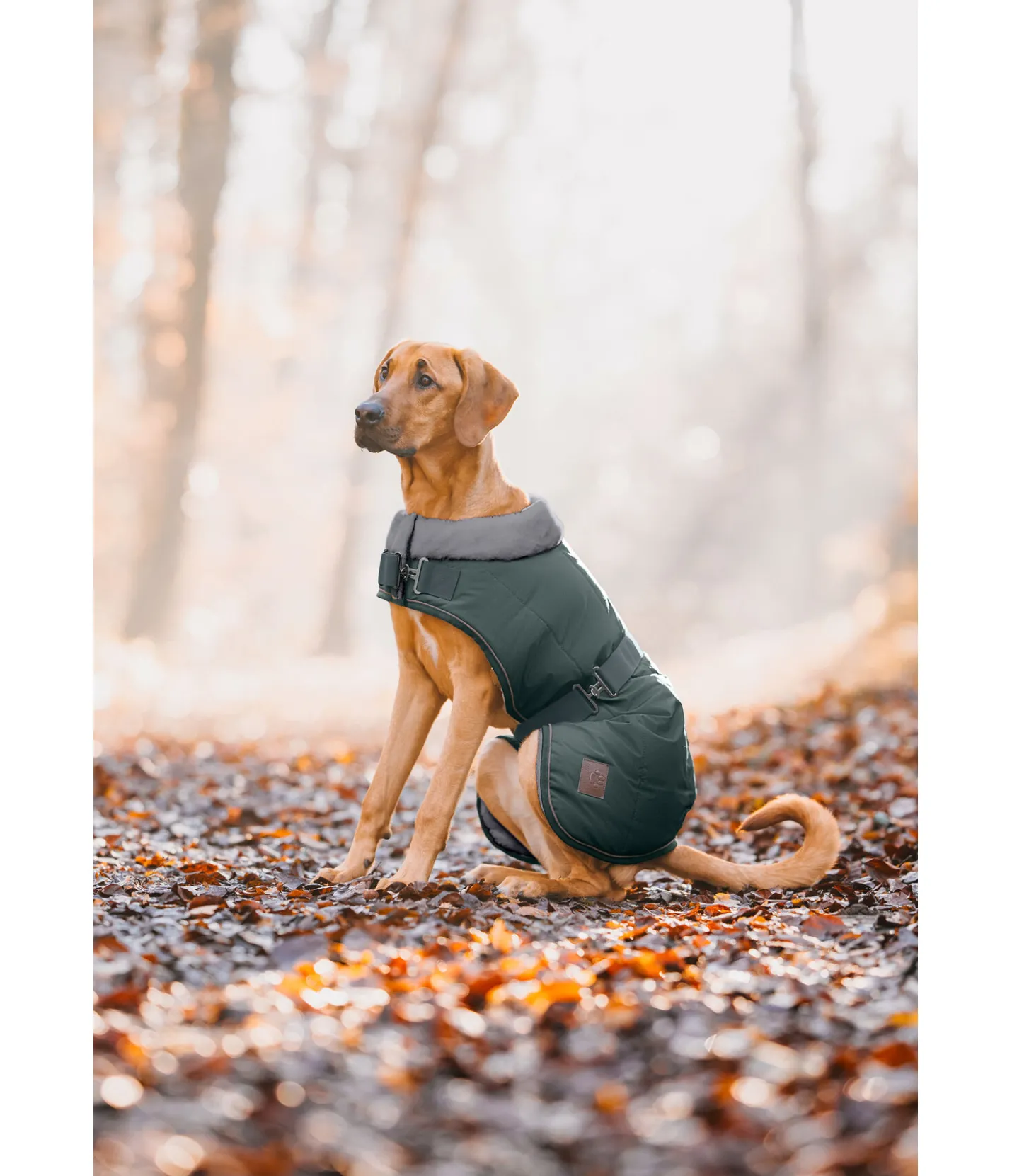 sugar dog Manteau d'hiver pour chien avec doublure en fourrure Teddy Gizmo, 200 g thé vert Clearance