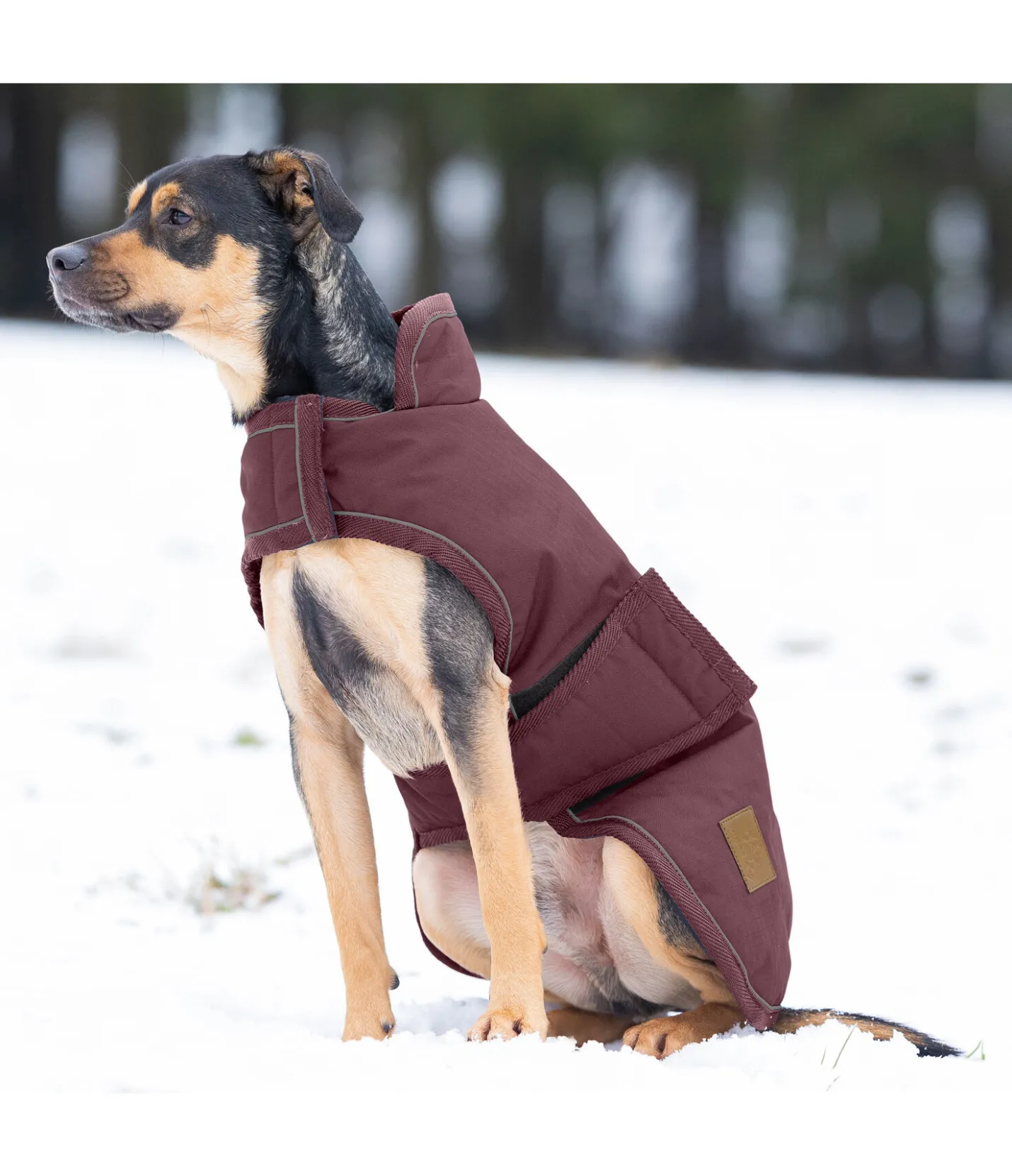 sugar dog Manteau d'hiver pour chien Beaver Creek, 400 g bordeaux New