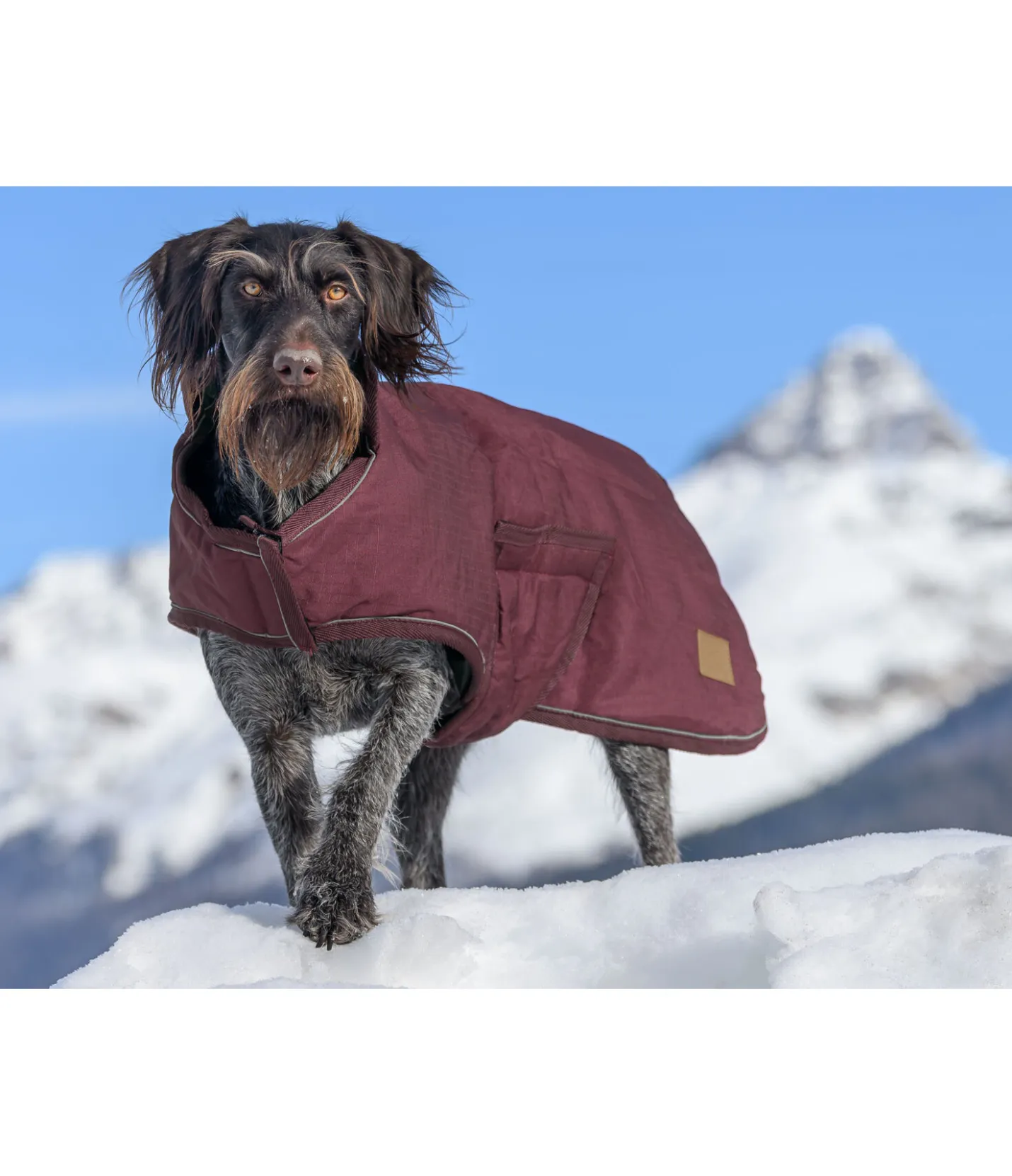 sugar dog Manteau d'hiver pour chien Beaver Creek, 400 g bordeaux New