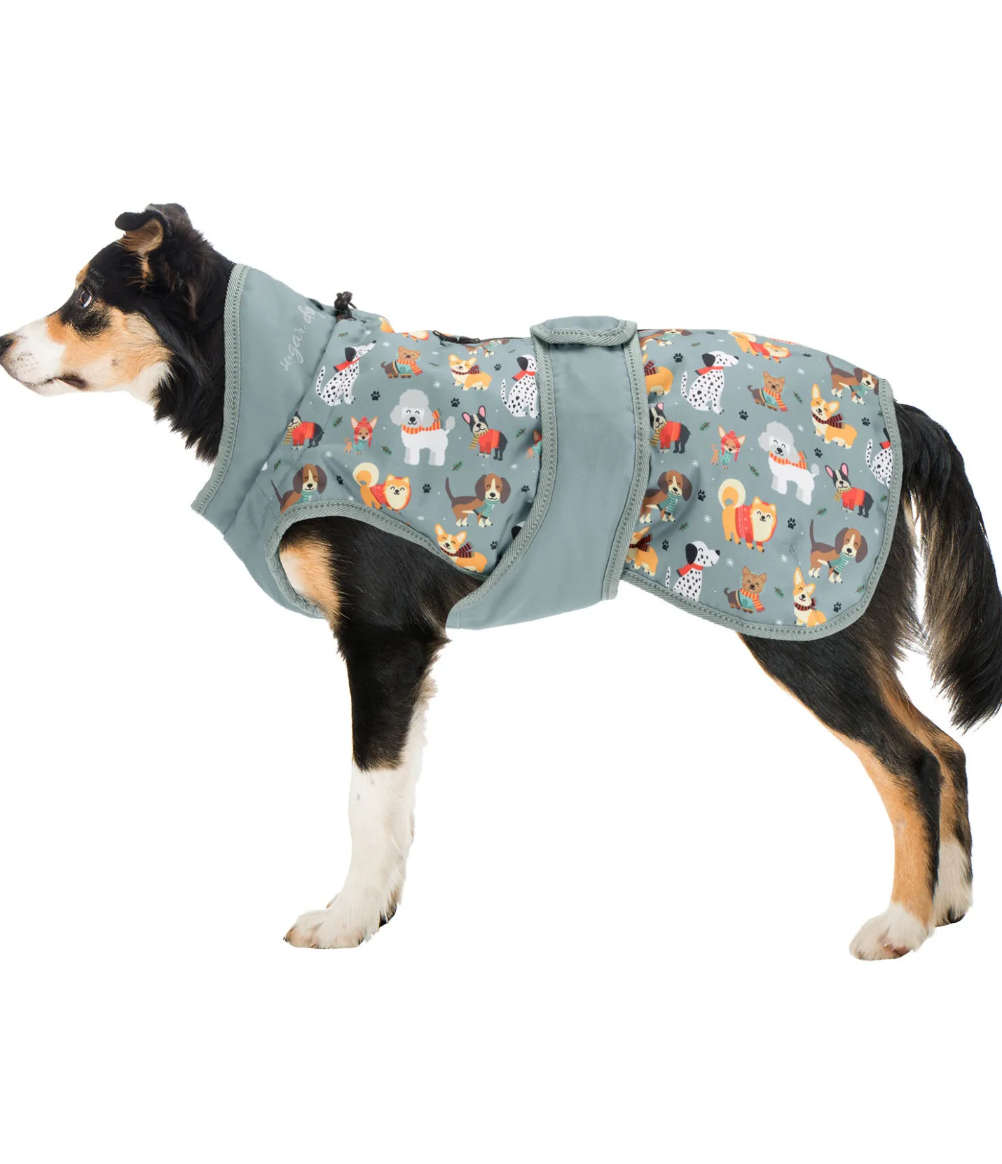 sugar dog Manteau d'hiver pour chien Candy Cane, 120 g matcha foncé Sale