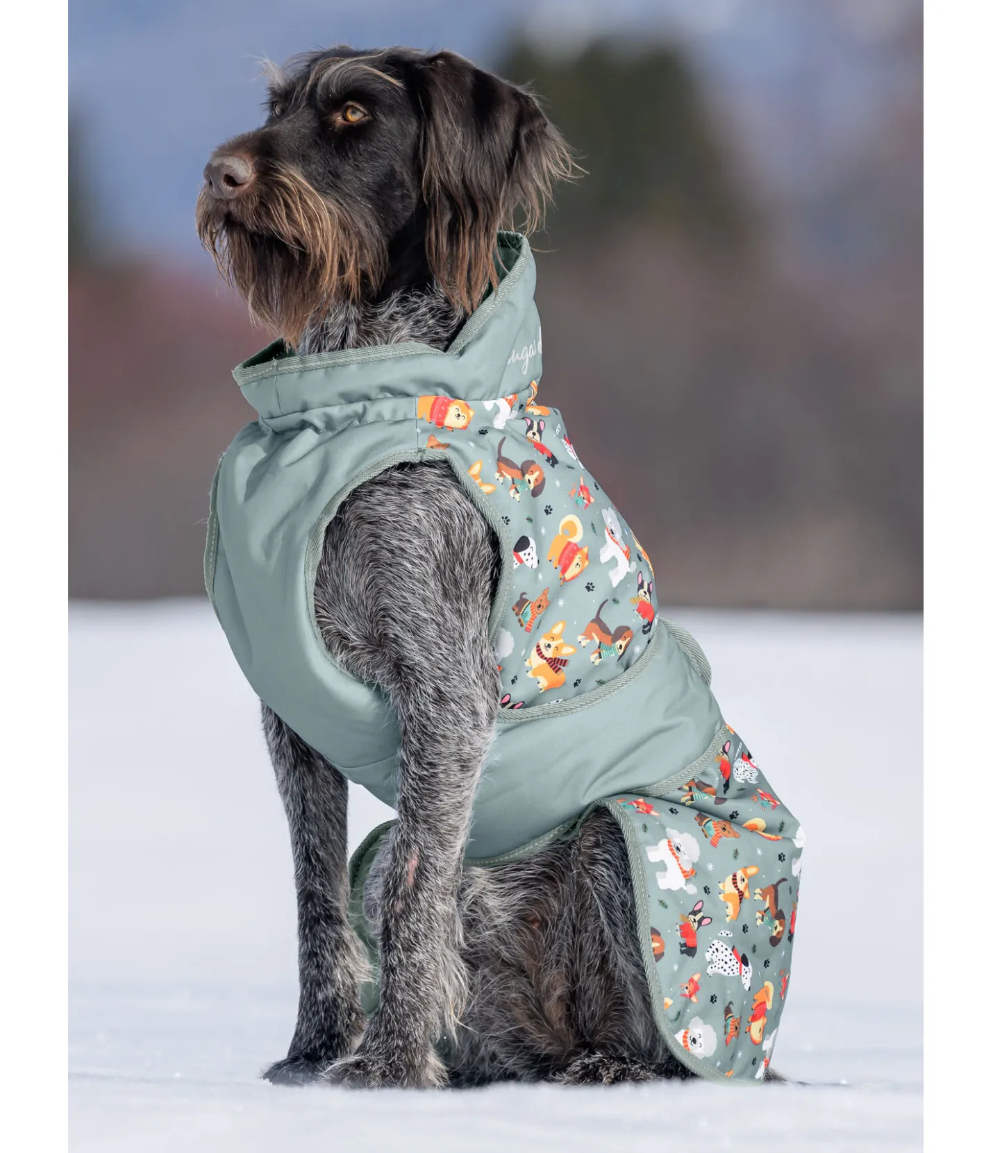 sugar dog Manteau d'hiver pour chien Candy Cane, 120 g matcha foncé Sale