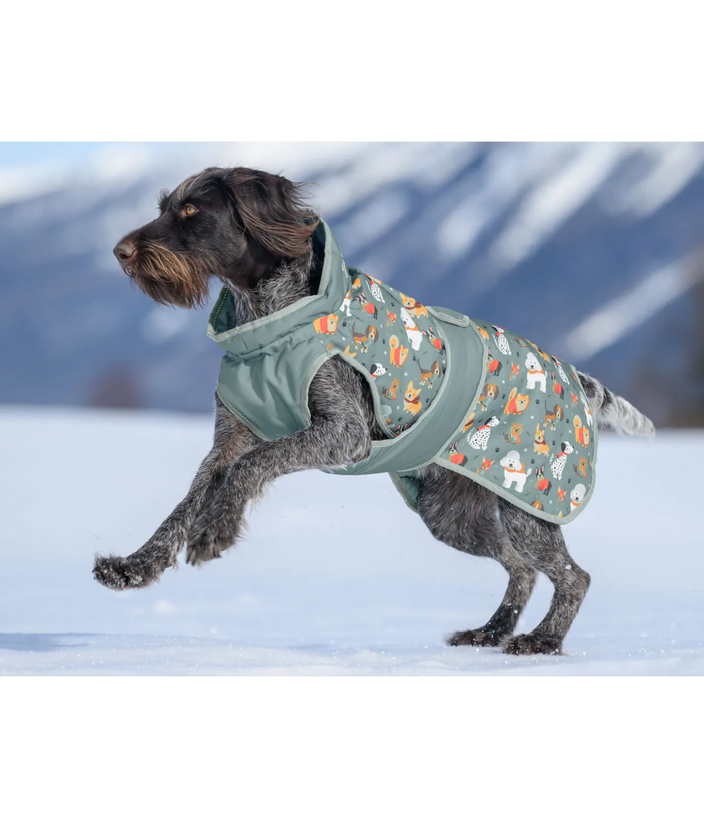 sugar dog Manteau d'hiver pour chien Candy Cane, 120 g matcha foncé Sale