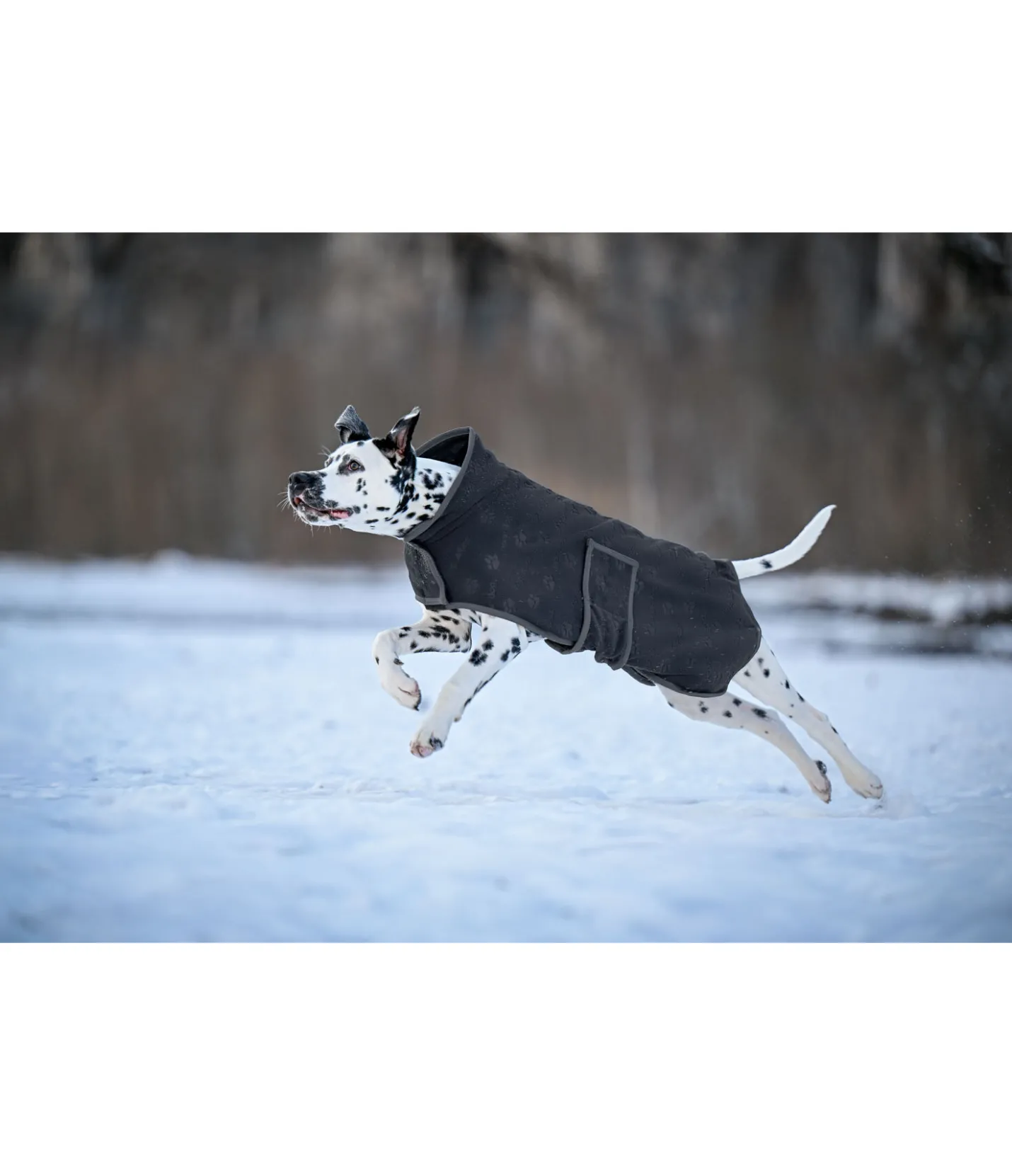 sugar dog Manteau polaire Lino navy Hot