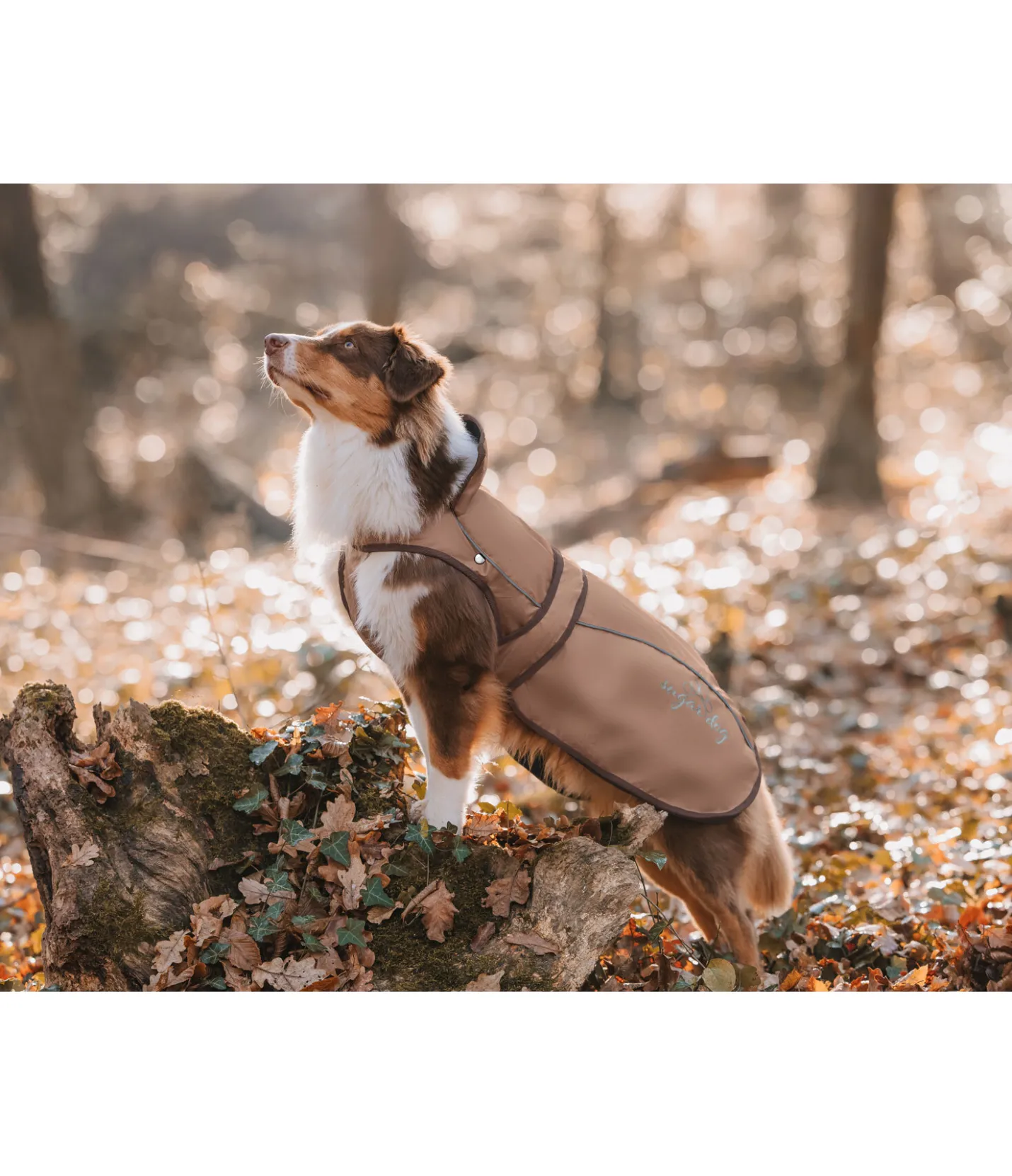 sugar dog Manteau pour chien 2 en 1 Ally gingembre confit Clearance
