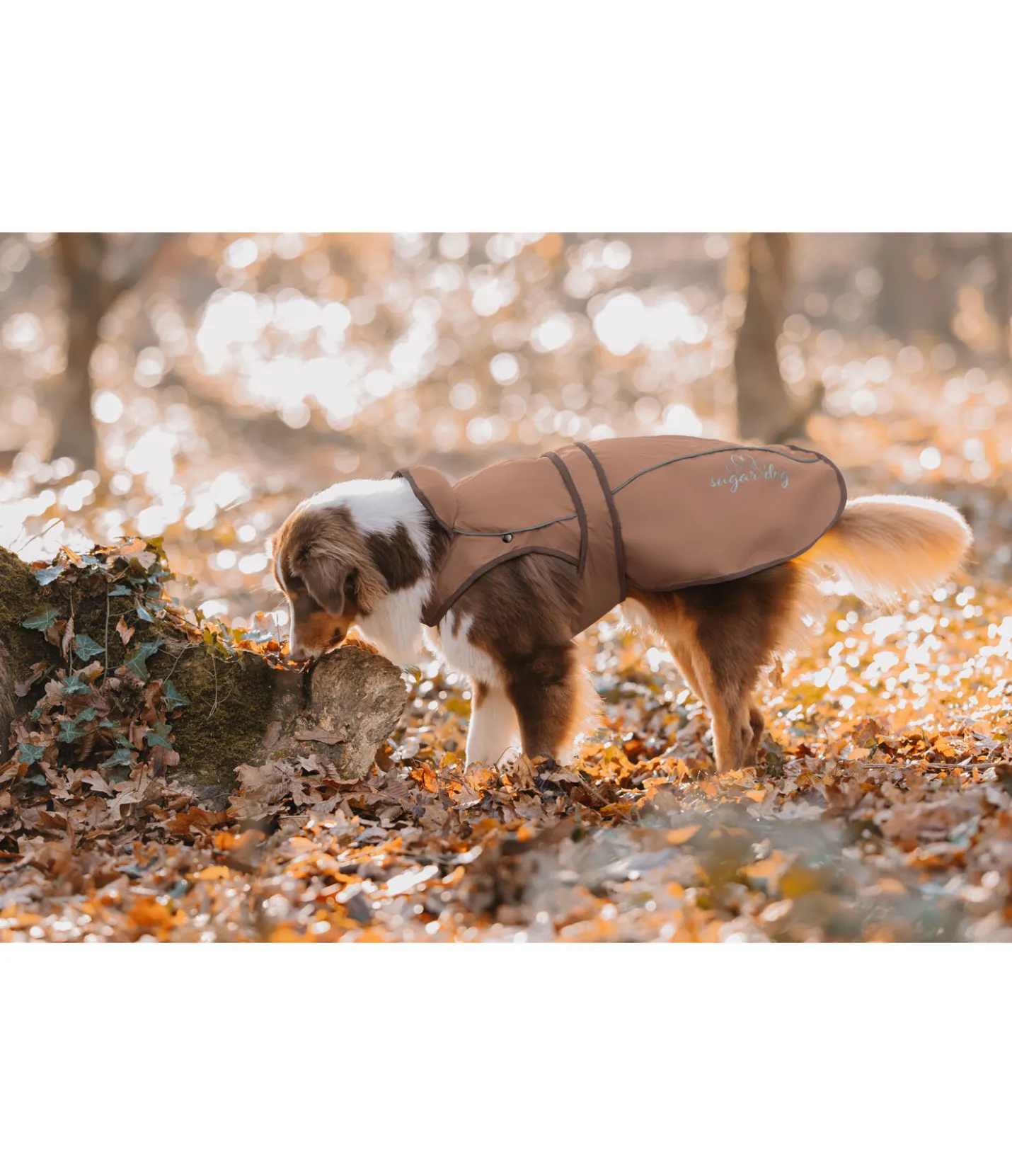 sugar dog Manteau pour chien 2 en 1 Ally gingembre confit Clearance