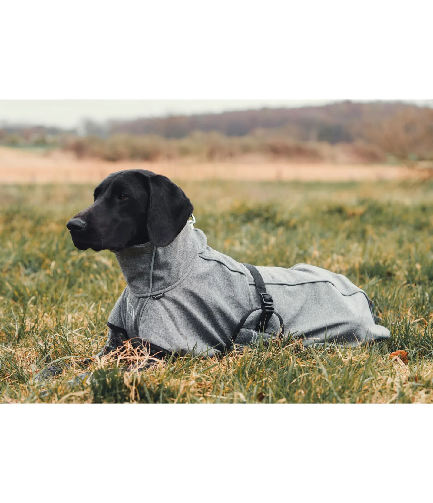 Back on Track Manteau softshell pour chien Bark, 0 g gris Outlet