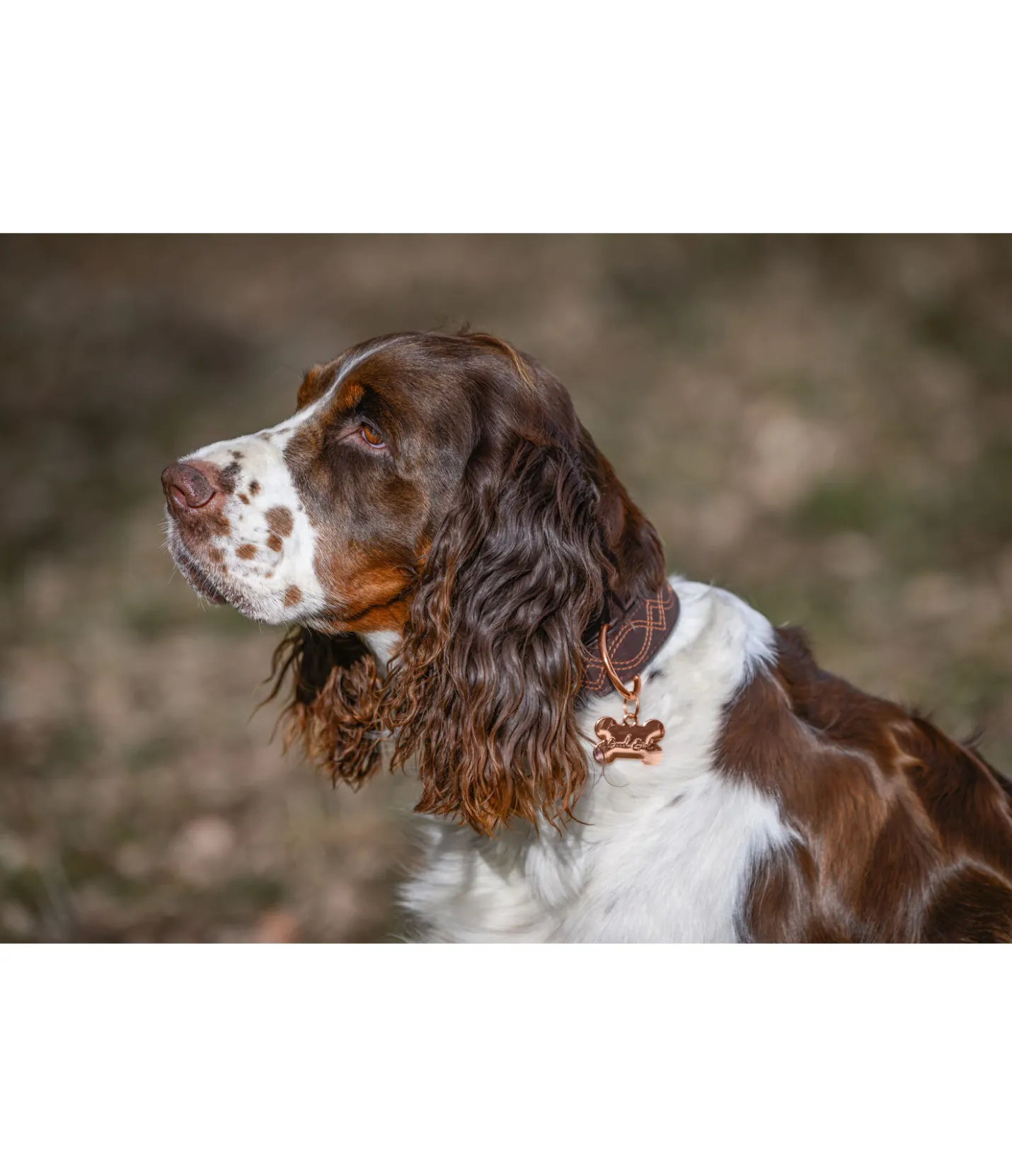 sugar dog Médaille Safety rose-doré Clearance
