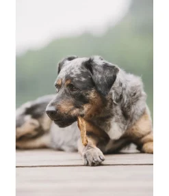 sugar dog Panse d'agneau Clearance