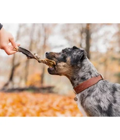 sugar dog Panse de boeuf pour chien Clearance