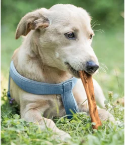 sugar dog Peau de tête de boeuf pour chien Discount