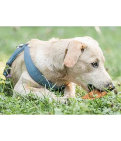 sugar dog Peau de tête de boeuf pour chien Discount