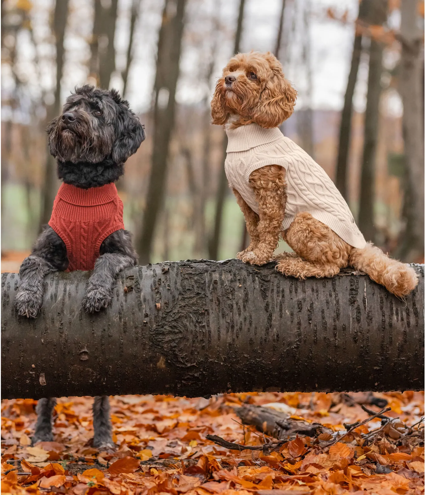 sugar dog Pull col roulé Maisie terre cuite Outlet