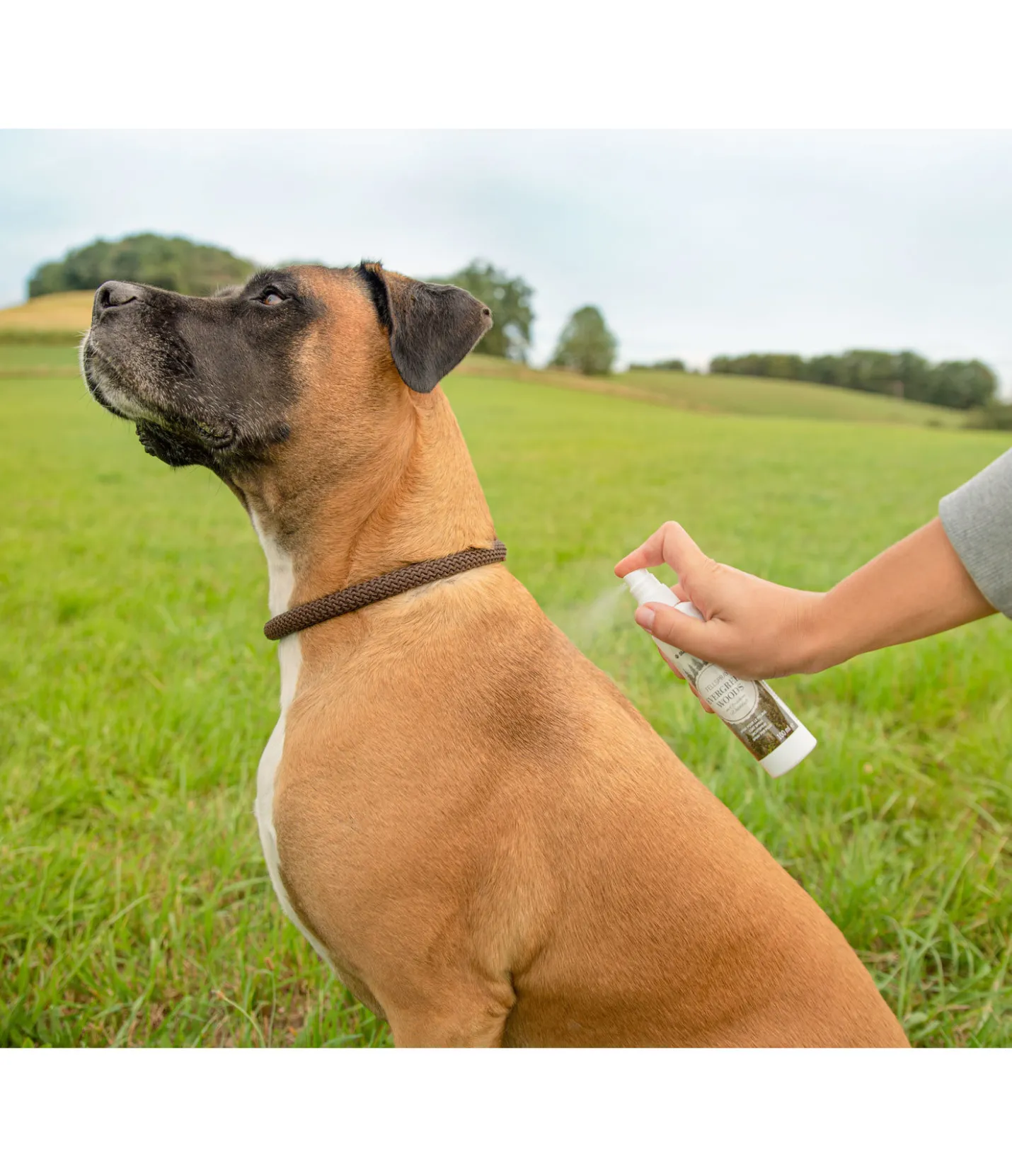 sugar dog Spray pelage pour chien Evergreen Woods