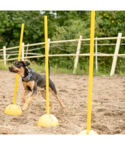 sugar dog Supports d'agility jaune Sale