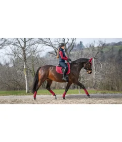 SHOWMASTER Tapis de selle en coton Basic Deluxe cerise Sale