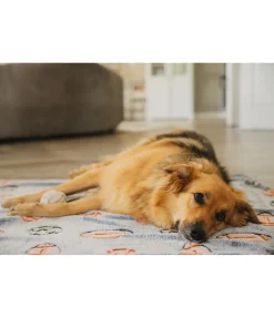 sugar dog Tapis pour chien Glow in the Dark carbone Hot