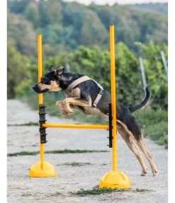 sugar dog Taquets d'agility Clearance