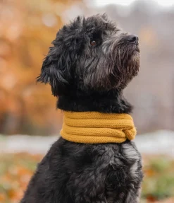 sugar dog Tour de cou en tricot pour chien Espi mangue dorée Sale